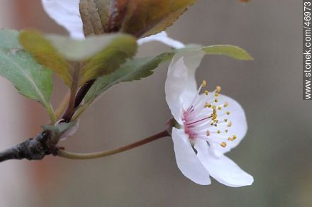 Flor de ciruelo - Flora - IMÁGENES VARIAS. Foto No. 46973