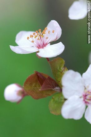 Flor de ciruelo - Flora - IMÁGENES VARIAS. Foto No. 46967