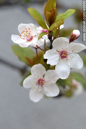 Plum flower - Flora - MORE IMAGES. Photo #46966