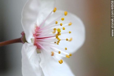 Flor de ciruelo - Flora - IMÁGENES VARIAS. Foto No. 46958