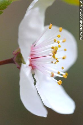 Plum flower - Flora - MORE IMAGES. Photo #46954