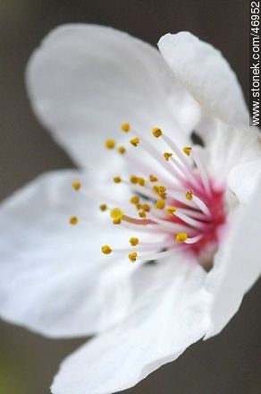 Flor de ciruelo - Flora - IMÁGENES VARIAS. Foto No. 46952