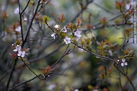 Flowered plum tree - Flora - MORE IMAGES. Photo #46951