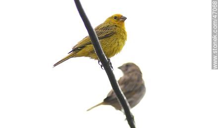 Saffron Finch male - Fauna - MORE IMAGES. Photo #47068