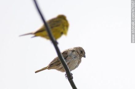 Saffron Finch female - Fauna - MORE IMAGES. Photo #47067
