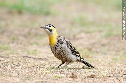 Field Flicker - Fauna - MORE IMAGES. Photo #47063