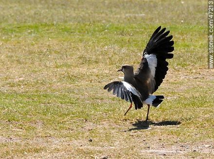 Flying Southern Lapwing - Fauna - MORE IMAGES. Photo #47213