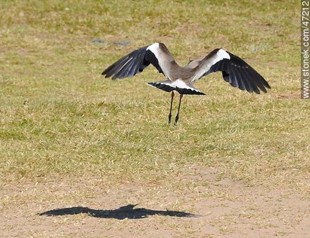 Flying Southern Lapwing - Fauna - MORE IMAGES. Photo #47212