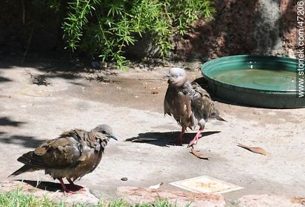 Eared doves taking a bath - Fauna - MORE IMAGES. Photo #47206