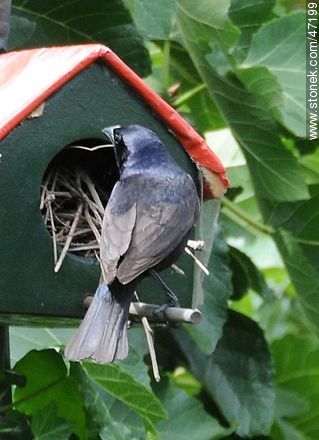 Shiny Cowbird visiting a House Wren's nest - Fauna - MORE IMAGES. Photo #47199