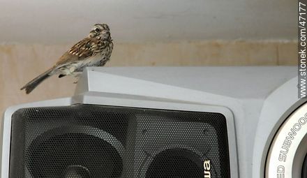Sparrow and speaker -  - MORE IMAGES. Photo #47177
