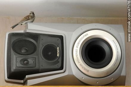 Sparrow and speaker - Fauna - MORE IMAGES. Photo #47176