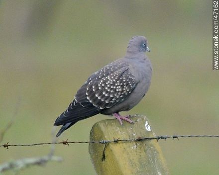  Spot-winged pigeon  - Fauna - MORE IMAGES. Photo #47162