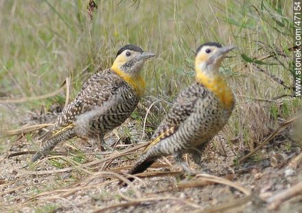 Field Flickers - Fauna - MORE IMAGES. Photo #47154
