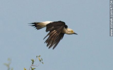 White Woodpecker - Fauna - MORE IMAGES. Photo #47134