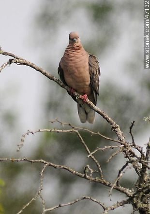 White - tipped Dove - Fauna - MORE IMAGES. Photo #47132