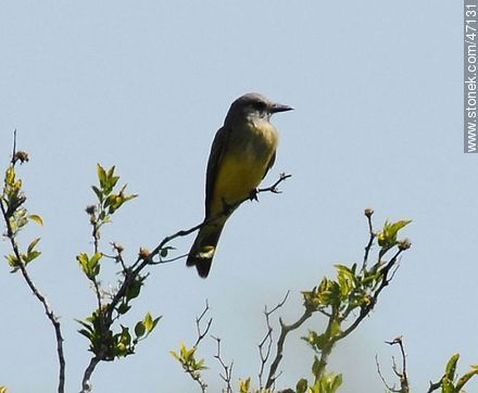 Tropical Kingbird  - Fauna - MORE IMAGES. Photo #47131