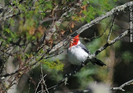Red - crested Cardinal - Fauna - MORE IMAGES. Photo #47114