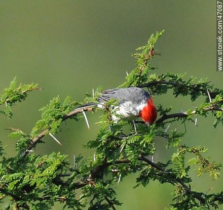 Red - crested Cardinal - Fauna - MORE IMAGES. Photo #47087