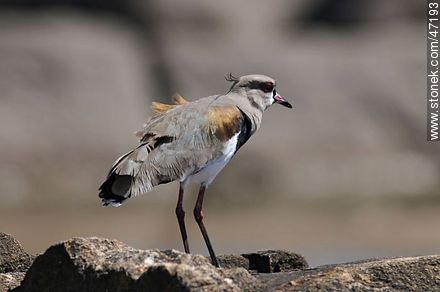 Southern Lapwing - Fauna - MORE IMAGES. Photo #47193