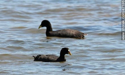White - winged Coot - Fauna - MORE IMAGES. Photo #47186