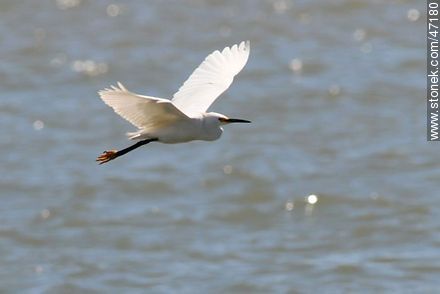 Flying Snowy Egret - Fauna - MORE IMAGES. Photo #47180