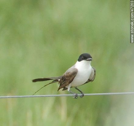 Fork-tailed Flycatcher - Fauna - MORE IMAGES. Photo #47203
