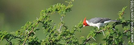 Red - crested Cardinal - Fauna - MORE IMAGES. Photo #47085
