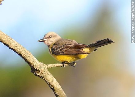 Tropical Kingbird - Fauna - MORE IMAGES. Photo #47456