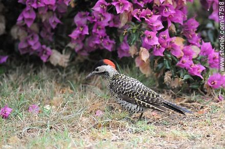 Green - barred Woodpecker - Fauna - MORE IMAGES. Photo #47518