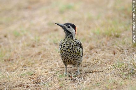 Green - barred Woodpecker - Fauna - MORE IMAGES. Photo #47513