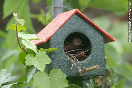 House Wren building a nest - Fauna - MORE IMAGES. Photo #47745