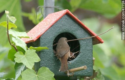 House Wren building a nest - Fauna - MORE IMAGES. Photo #47724