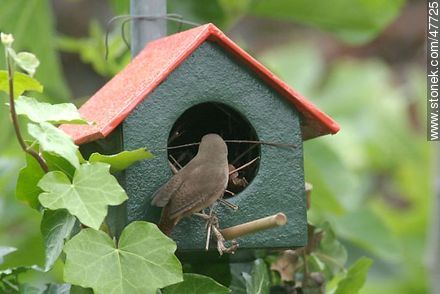House Wren building a nest - Fauna - MORE IMAGES. Photo #47725