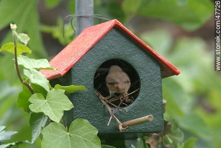 House Wren building a nest - Fauna - MORE IMAGES. Photo #47726