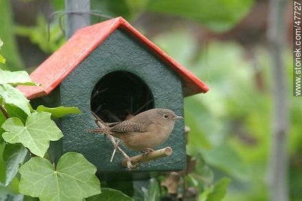 House Wren building a nest - Fauna - MORE IMAGES. Photo #47727