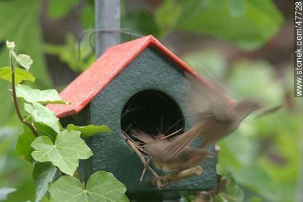 House Wren building a nest - Fauna - MORE IMAGES. Photo #47728