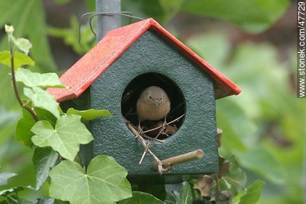 House Wren building a nest - Fauna - MORE IMAGES. Photo #47729