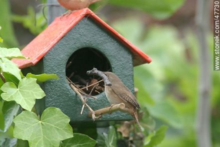 House Wren building a nest - Fauna - MORE IMAGES. Photo #47730