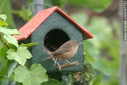 House Wren building a nest - Fauna - MORE IMAGES. Photo #47731
