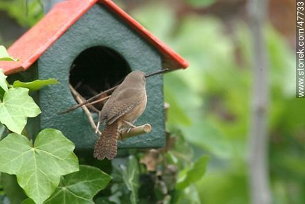 House Wren building a nest - Fauna - MORE IMAGES. Photo #47733