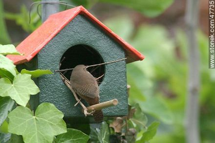 House Wren building a nest - Fauna - MORE IMAGES. Photo #47735