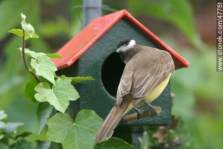 Great Kiskadee snooping in a House Wren nest - Fauna - MORE IMAGES. Photo #47751