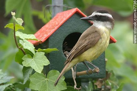Great Kiskadee snooping in a House Wren nest - Fauna - MORE IMAGES. Photo #47736