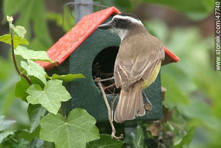 Great Kiskadee snooping in a House Wren nest - Fauna - MORE IMAGES. Photo #47740