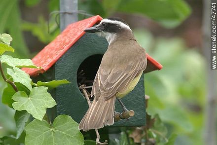 Great Kiskadee snooping in a House Wren nest - Fauna - MORE IMAGES. Photo #47741