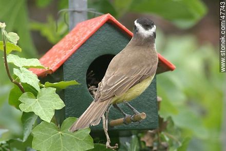 Great Kiskadee snooping in a House Wren nest - Fauna - MORE IMAGES. Photo #47743