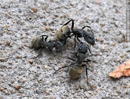Pelea a muerte de hormigas - Fauna - IMÁGENES VARIAS. Foto No. 47778
