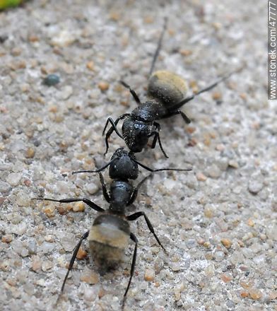 Ants fighting to the death - Fauna - MORE IMAGES. Photo #47777
