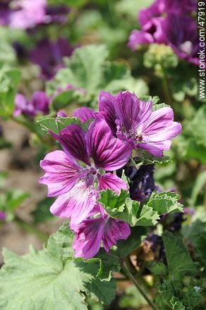 Mallow with flowers - Flora - MORE IMAGES. Photo #47919